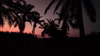 Önünde koyu palmiye ağaçlarının silueti olan renkli şafak vakti gökyüzü..
