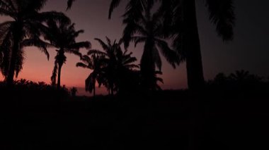 Önünde koyu palmiye ağaçlarının silueti olan renkli şafak vakti gökyüzü..