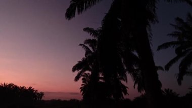 Önünde koyu palmiye ağaçlarının silueti olan renkli şafak vakti gökyüzü..