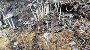 Çürüyen gövdeden fışkıran kopilopsis mantar kümesi..