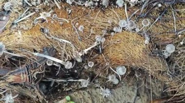 Çürüyen gövdeden fışkıran kopilopsis mantar kümesi..