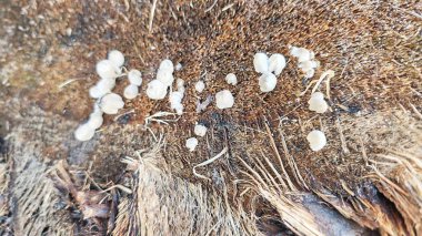 Ölen mürekkep kapaklarına filizlenen genç küme görüntüsü kopilopsis mantarları çürüyen gövdeden filizleniyor.