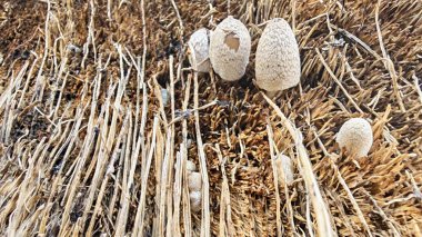 Ölen mürekkep kapaklarına filizlenen genç küme görüntüsü kopilopsis mantarları çürüyen gövdeden filizleniyor.