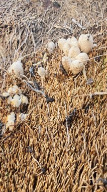 Ölen mürekkep kapaklarına filizlenen genç küme görüntüsü kopilopsis mantarları çürüyen gövdeden filizleniyor.
