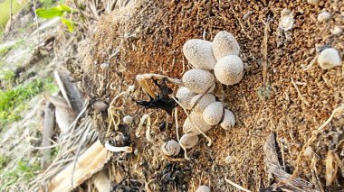 Ölen mürekkep kapaklarına filizlenen genç küme görüntüsü kopilopsis mantarları çürüyen gövdeden filizleniyor.