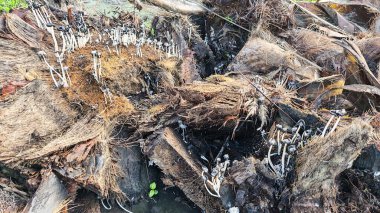 Ölen mürekkep kapaklarına filizlenen genç küme görüntüsü kopilopsis mantarları çürüyen gövdeden filizleniyor.