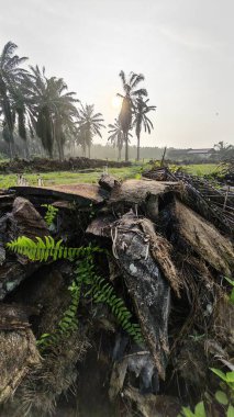 Ölen mürekkep kapaklarına filizlenen genç küme görüntüsü kopilopsis mantarları çürüyen gövdeden filizleniyor.
