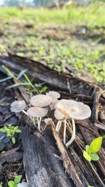 Ölen mürekkep kapaklarına filizlenen genç küme görüntüsü kopilopsis mantarları çürüyen gövdeden filizleniyor.