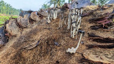 Ölen mürekkep kapaklarına filizlenen genç küme görüntüsü kopilopsis mantarları çürüyen gövdeden filizleniyor.