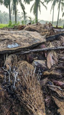 Ölen mürekkep kapaklarına filizlenen genç küme görüntüsü kopilopsis mantarları çürüyen gövdeden filizleniyor.