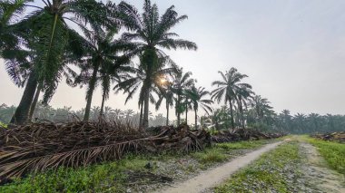 Ölen mürekkep kapaklarına filizlenen genç küme görüntüsü kopilopsis mantarları çürüyen gövdeden filizleniyor.