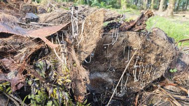 Ölen mürekkep kapaklarına filizlenen genç küme görüntüsü kopilopsis mantarları çürüyen gövdeden filizleniyor.