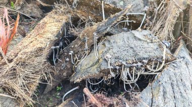 Ölen mürekkep kapaklarına filizlenen genç küme görüntüsü kopilopsis mantarları çürüyen gövdeden filizleniyor.