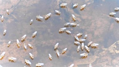 Yüzeyde yüzen brachydeutera sinekleriyle dolu durgun bir su havuzu..