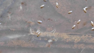 Yüzeyde yüzen brachydeutera sinekleriyle dolu durgun bir su havuzu..