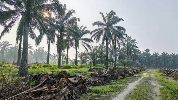 Ölen mürekkep kapaklarına filizlenen genç küme görüntüsü kopilopsis mantarları çürüyen gövdeden filizleniyor.