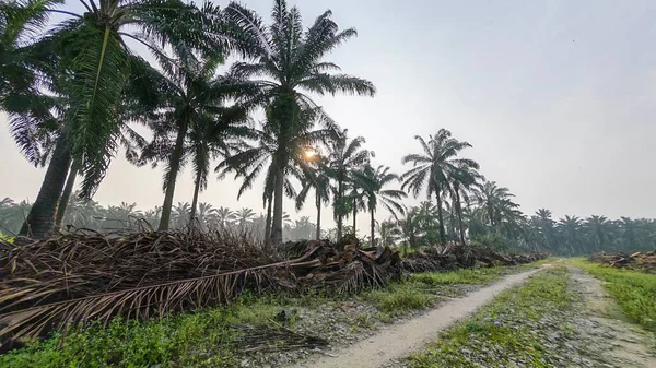 Ölen mürekkep kapaklarına filizlenen genç küme görüntüsü kopilopsis mantarları çürüyen gövdeden filizleniyor.