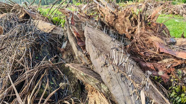 Ölen mürekkep kapaklarına filizlenen genç küme görüntüsü kopilopsis mantarları çürüyen gövdeden filizleniyor.