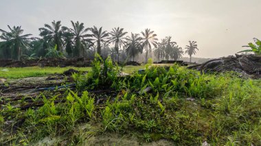 Ön planda koyu palmiye ağaçları olan sabah gökyüzü renklidir..