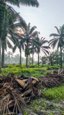 colorful early morning sky with the dark palm oil trees enviroment in the foreground.