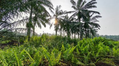Ön planda koyu palmiye ağaçları olan sabah gökyüzü renklidir..
