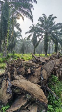 Ön planda koyu palmiye ağaçları olan sabah gökyüzü renklidir..