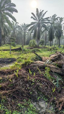 Ön planda koyu palmiye ağaçları olan sabah gökyüzü renklidir..
