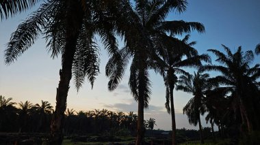 Ön planda koyu palmiye ağaçları olan sabah gökyüzü renklidir..