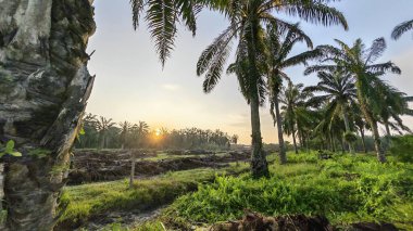 Ön planda koyu palmiye ağaçları olan sabah gökyüzü renklidir..