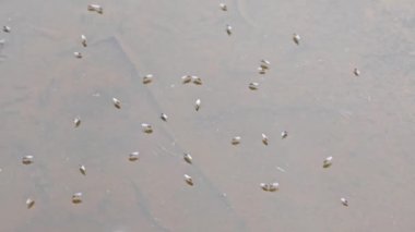 Yüzeyde yüzen brachydeutera sinekleriyle dolu durgun bir su havuzu..