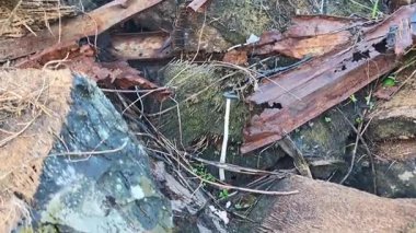 Çürüyen gövdeden fışkıran genç küme, ölen mürekkep kapaklarına kopilopsis mantarlarına filizleniyor..