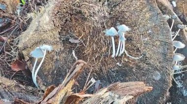 Çürüyen gövdeden fışkıran genç küme, ölen mürekkep kapaklarına kopilopsis mantarlarına filizleniyor..