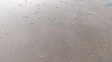 Yüzeyde yüzen brachydeutera sinekleriyle dolu durgun bir su havuzu..