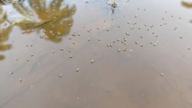 Yüzeyde yüzen brachydeutera sinekleriyle dolu durgun bir su havuzu..