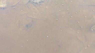 Yüzeyde yüzen brachydeutera sinekleriyle dolu durgun bir su havuzu..