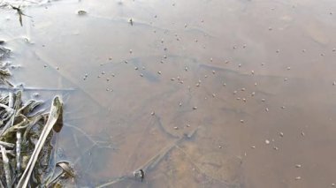 Yüzeyde yüzen brachydeutera sinekleriyle dolu durgun bir su havuzu..