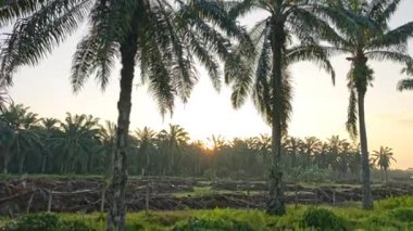 Önplanda koyu palmiye ağaçları olan sabah gökyüzü renklidir..