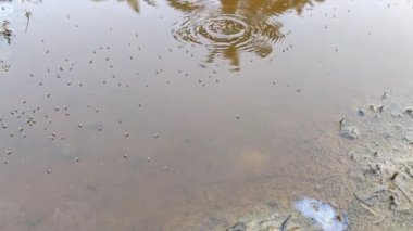 Yüzeyde yüzen brachydeutera sinekleriyle dolu durgun bir su havuzu..