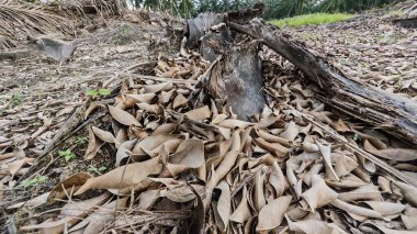 Yere saçılmış kurumuş yapraklar yığını.