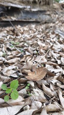 Yere saçılmış kurumuş yapraklar yığını.