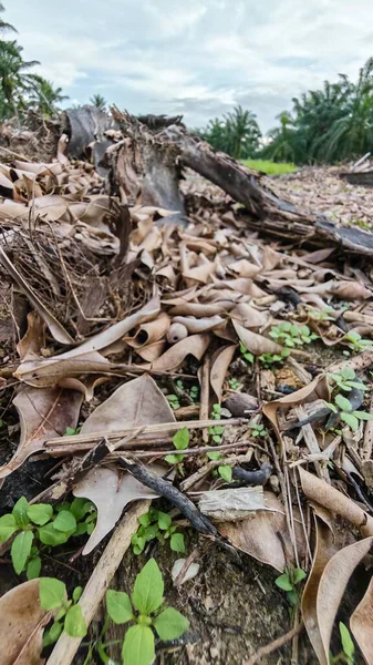 Yere saçılmış kurumuş yapraklar yığını.