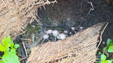 Çürüyen gövdeden fışkıran genç küme, ölen mürekkep kapaklarına kopilopsis mantarlarına filizleniyor.. 