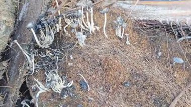 Çürüyen gövdeden fışkıran genç küme, ölen mürekkep kapaklarına kopilopsis mantarlarına filizleniyor.. 