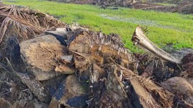 Çürüyen gövdeden fışkıran genç küme, ölen mürekkep kapaklarına kopilopsis mantarlarına filizleniyor.. 
