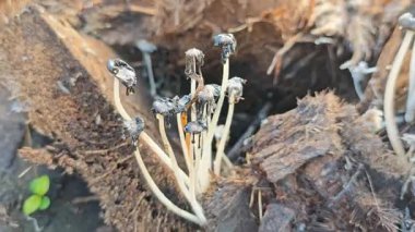 Çürüyen gövdeden fışkıran genç küme, ölen mürekkep kapaklarına kopilopsis mantarlarına filizleniyor.. 