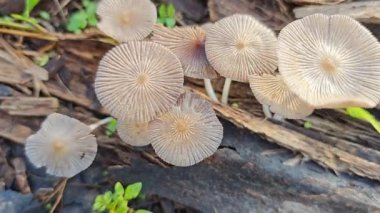 Çürüyen gövdeden fışkıran genç küme, ölen mürekkep kapaklarına kopilopsis mantarlarına filizleniyor.. 