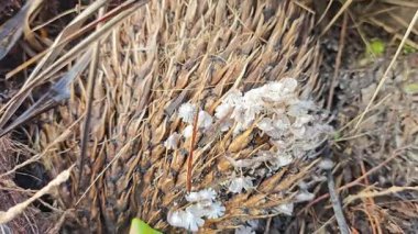 Çürüyen gövdeden fışkıran genç küme, ölen mürekkep kapaklarına kopilopsis mantarlarına filizleniyor.. 