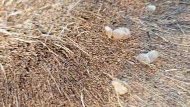 Çürümüş gövde yüzeyinden fışkıran mürekkep kapağı kopilopsis mantar tohumu.. 