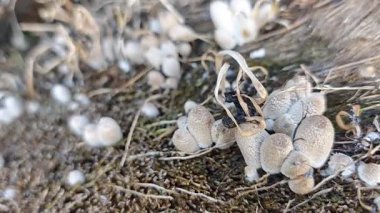 Çürümüş gövde yüzeyinden fışkıran mürekkep kapağı kopilopsis mantar tohumu.. 