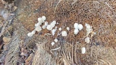 Çürümüş gövde yüzeyinden fışkıran mürekkep kapağı kopilopsis mantar tohumu.. 